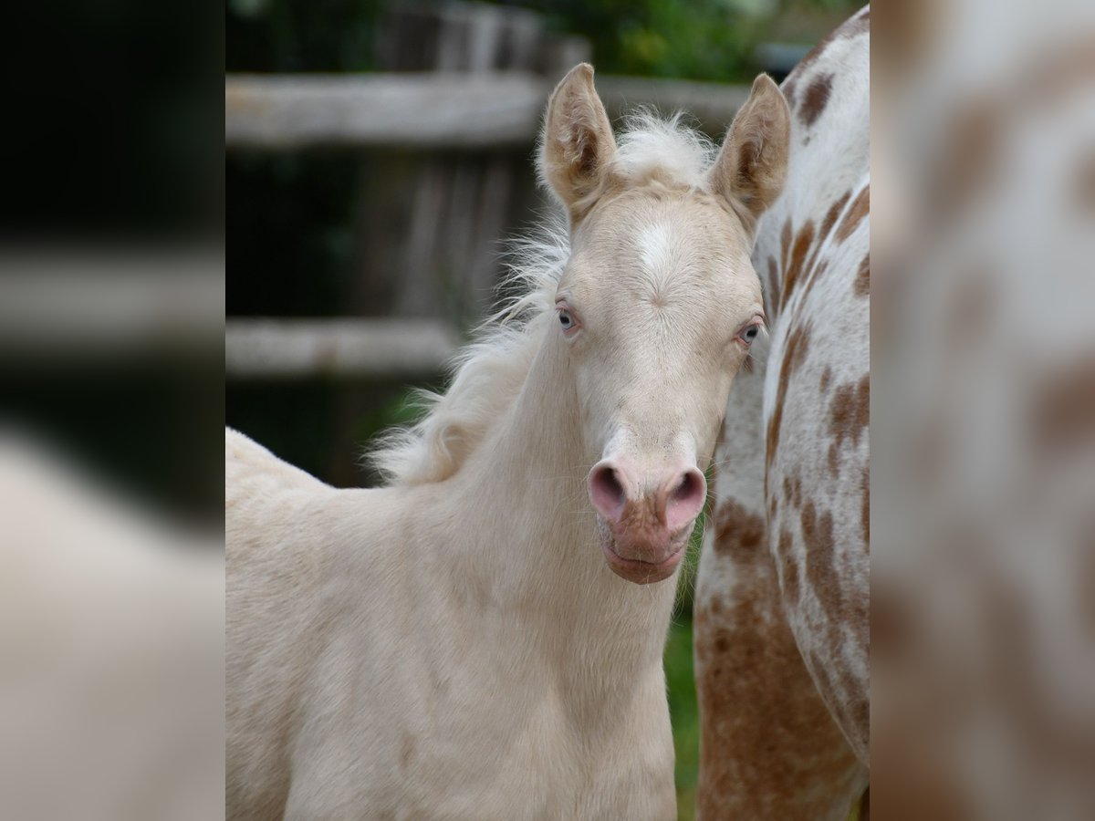 Small German riding horse Mare  15,2 hh Perlino in M&#xF6;rsdorf