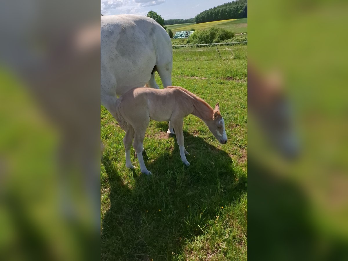 Small German riding horse Mare  16 hh in Reiskirchen