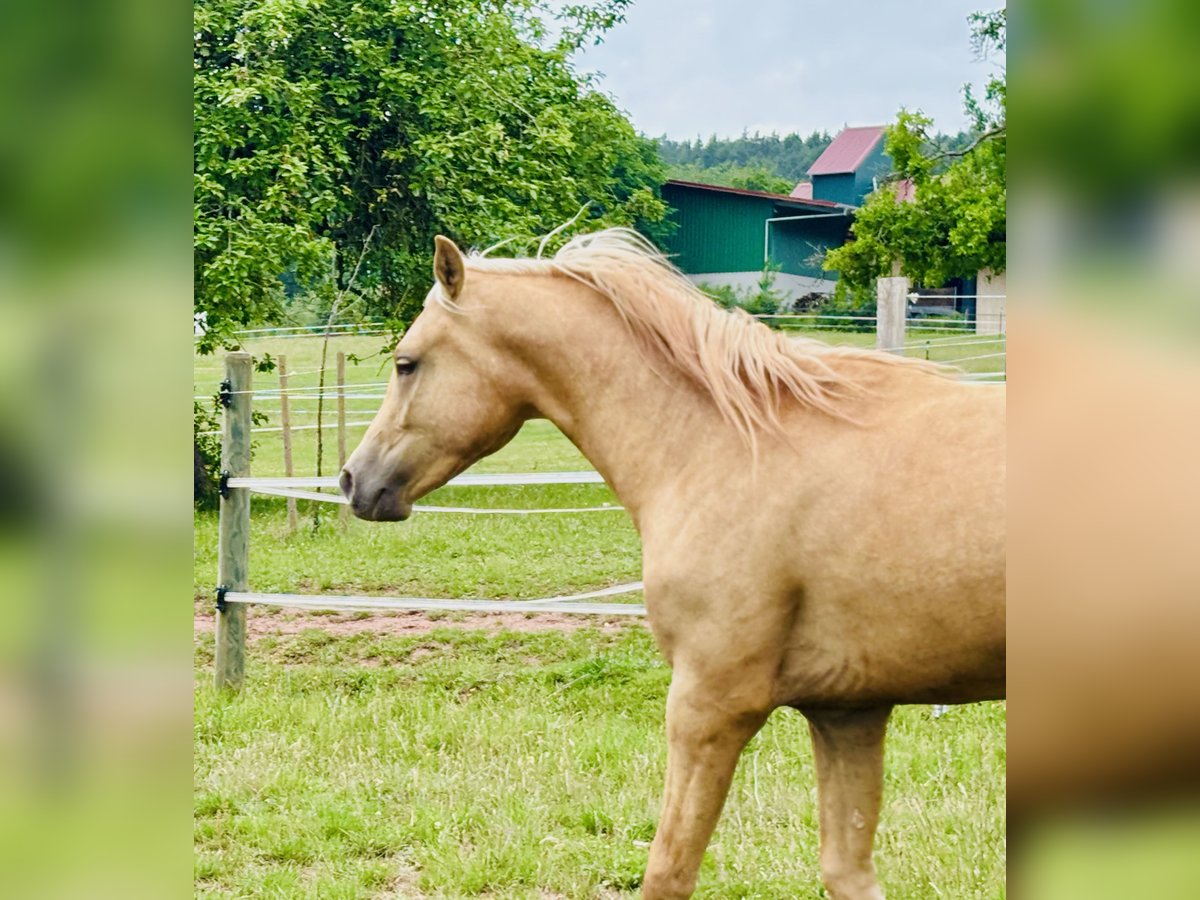Small German riding horse Stallion 2 years 14 hh Palomino in Hohenroth