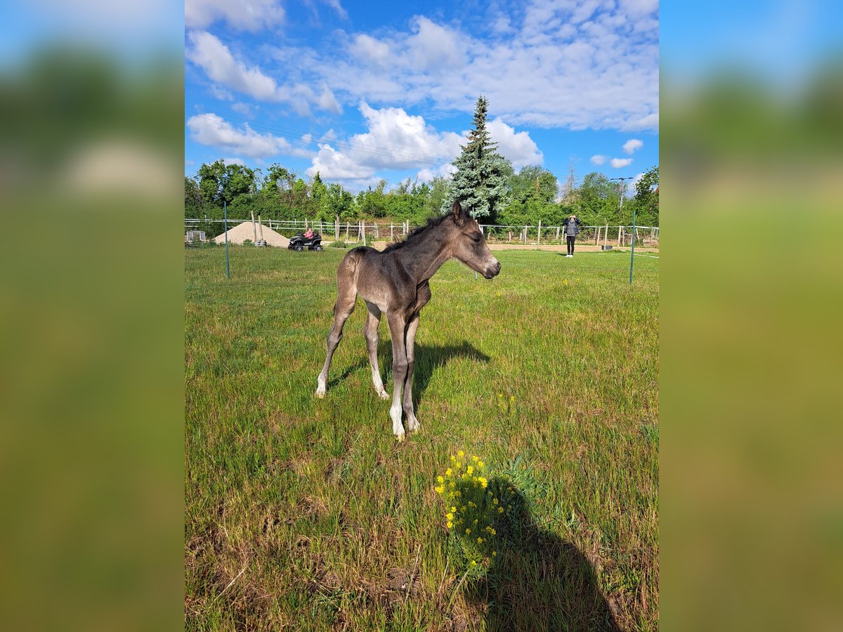 Small German riding horse Stallion Foal (05/2025) 15 hh in J&#xFC;trichau
