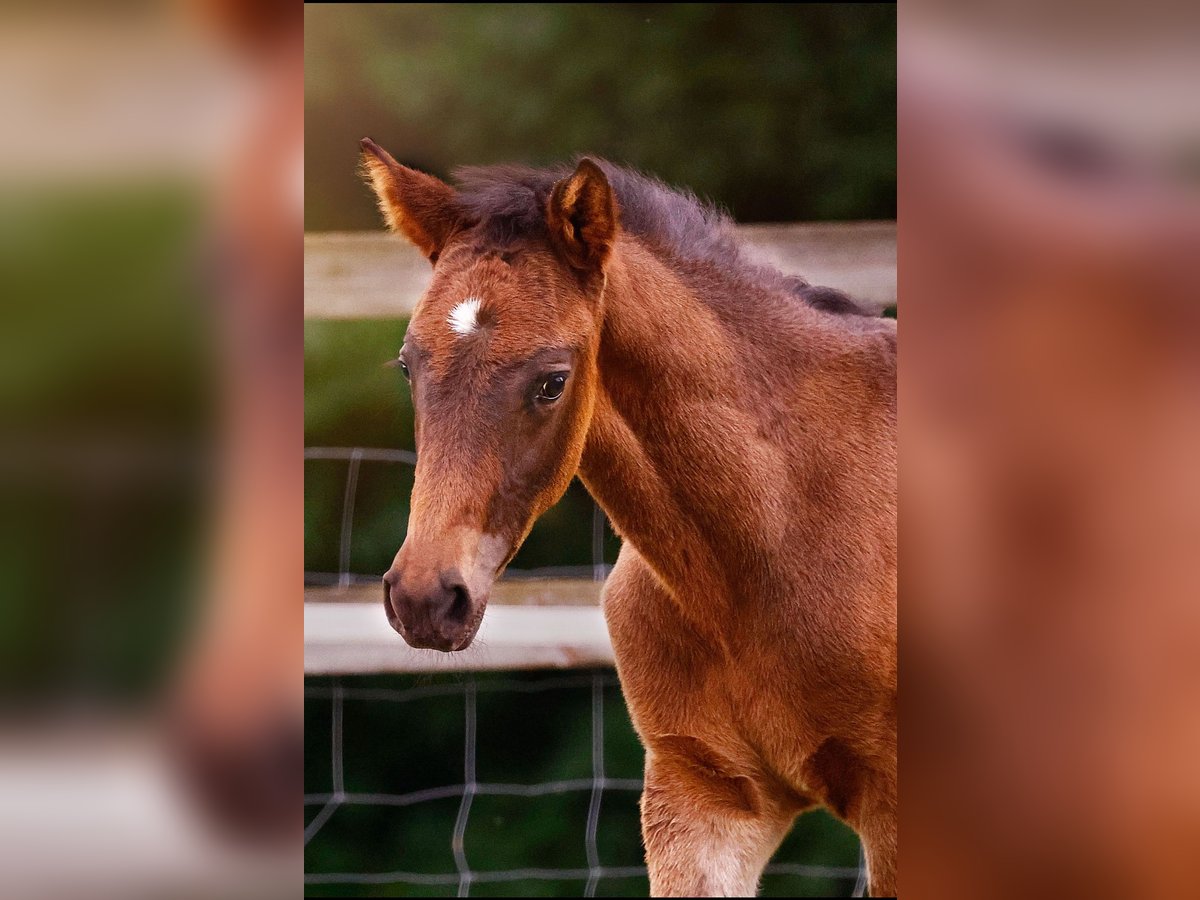 Small German riding horse Stallion  15,2 hh Smoky-Black in Grevenbroich