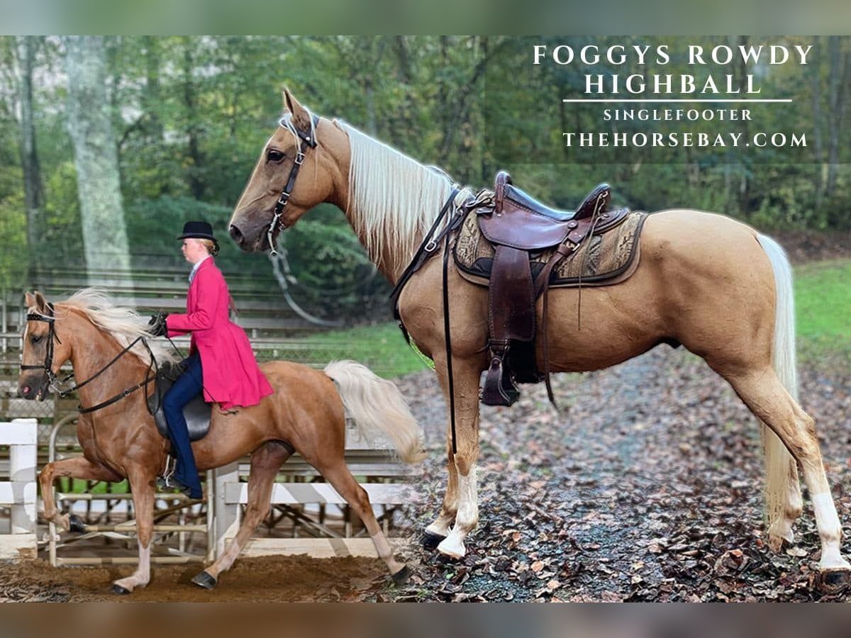 Snelheidsrackpaard Ruin 7 Jaar 155 cm Palomino in Blue Ridge, GA