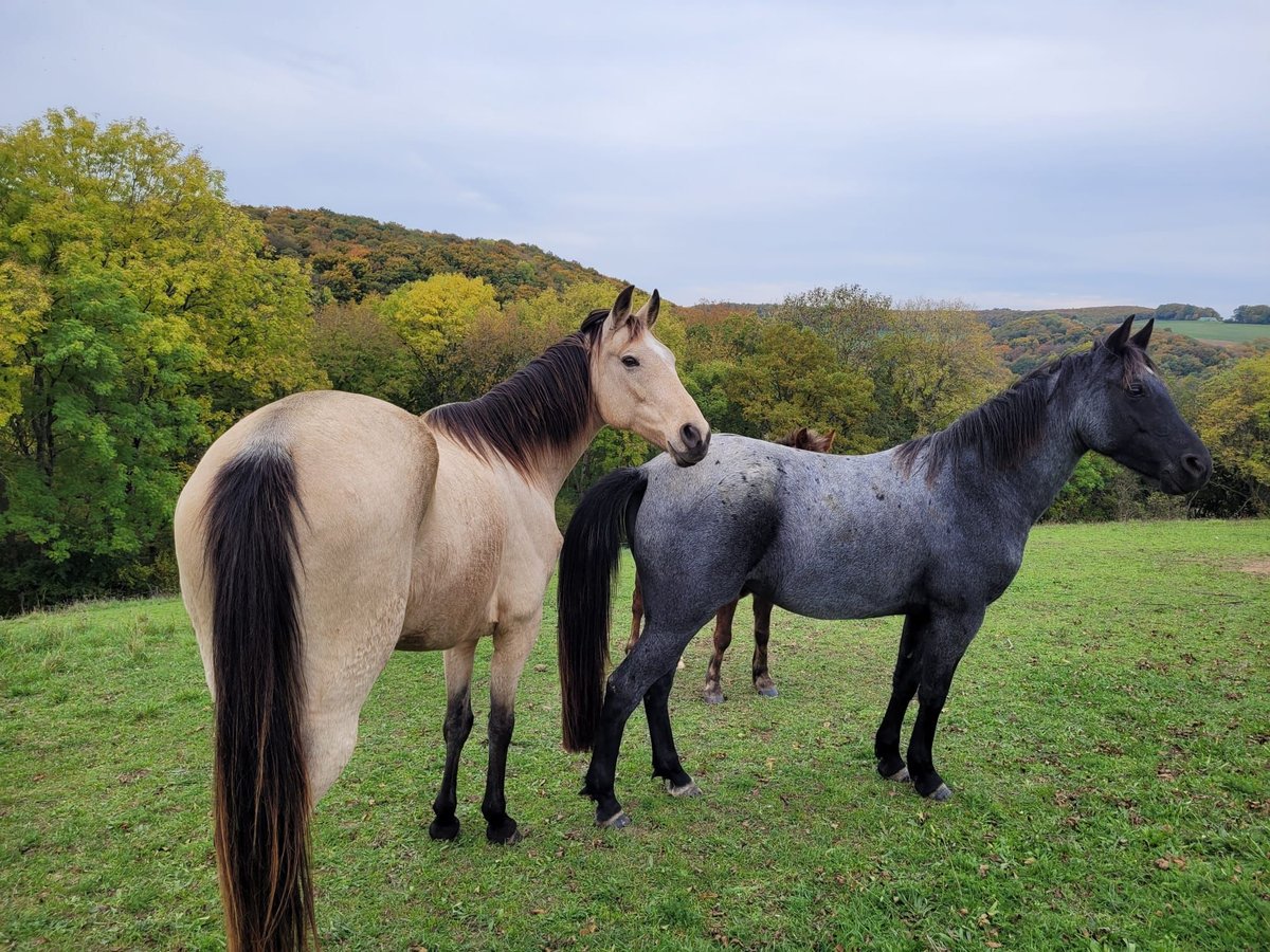 Snelheidsrekpaard Merrie 10 Jaar 159 cm Buckskin in Kaiserslautern