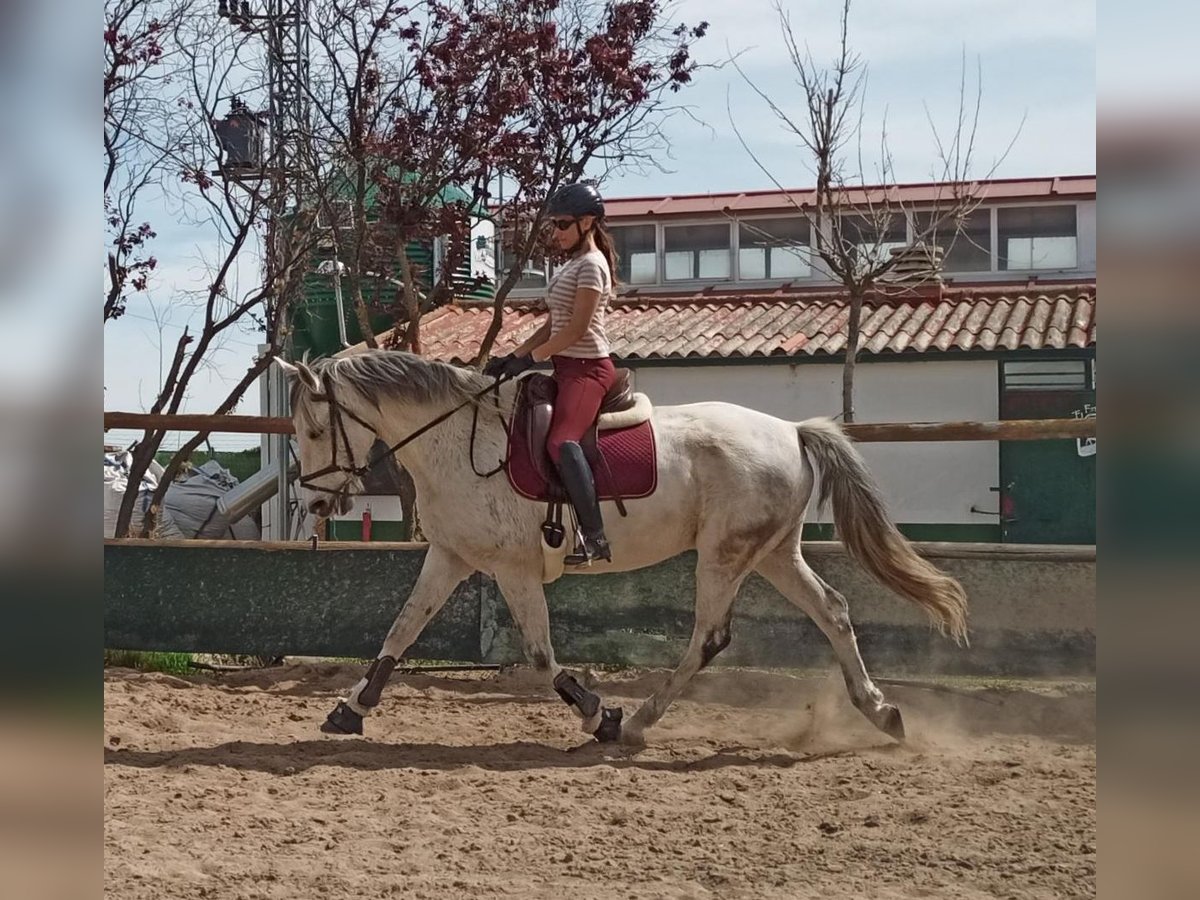 Sonstige Rassen Mix Hengst 13 Jahre 170 cm Schimmel in Madrid