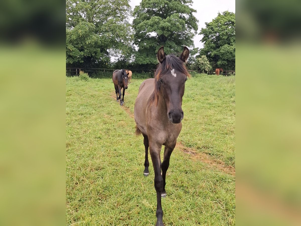 Sonstige Rassen Hengst 1 Jahr 143 cm Falbe in Kaarst
