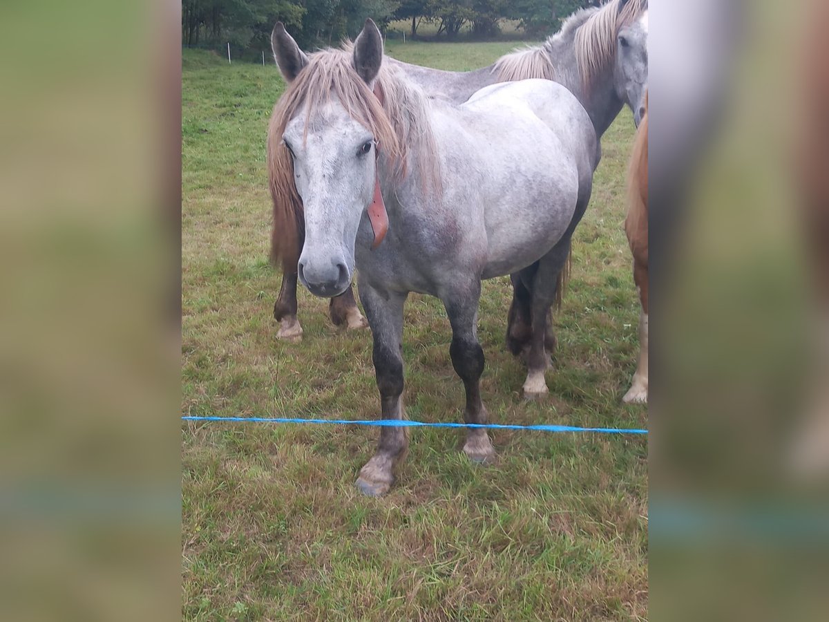 Sonstige Rassen Hengst 1 Jahr 150 cm Schimmel in BIELLA