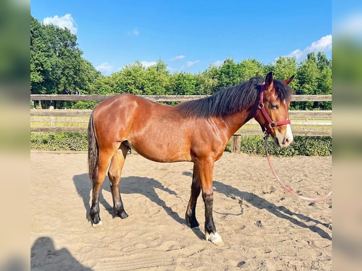 Sonstige Rassen Hengst 1 Jahr 155 cm in Wijchmaal