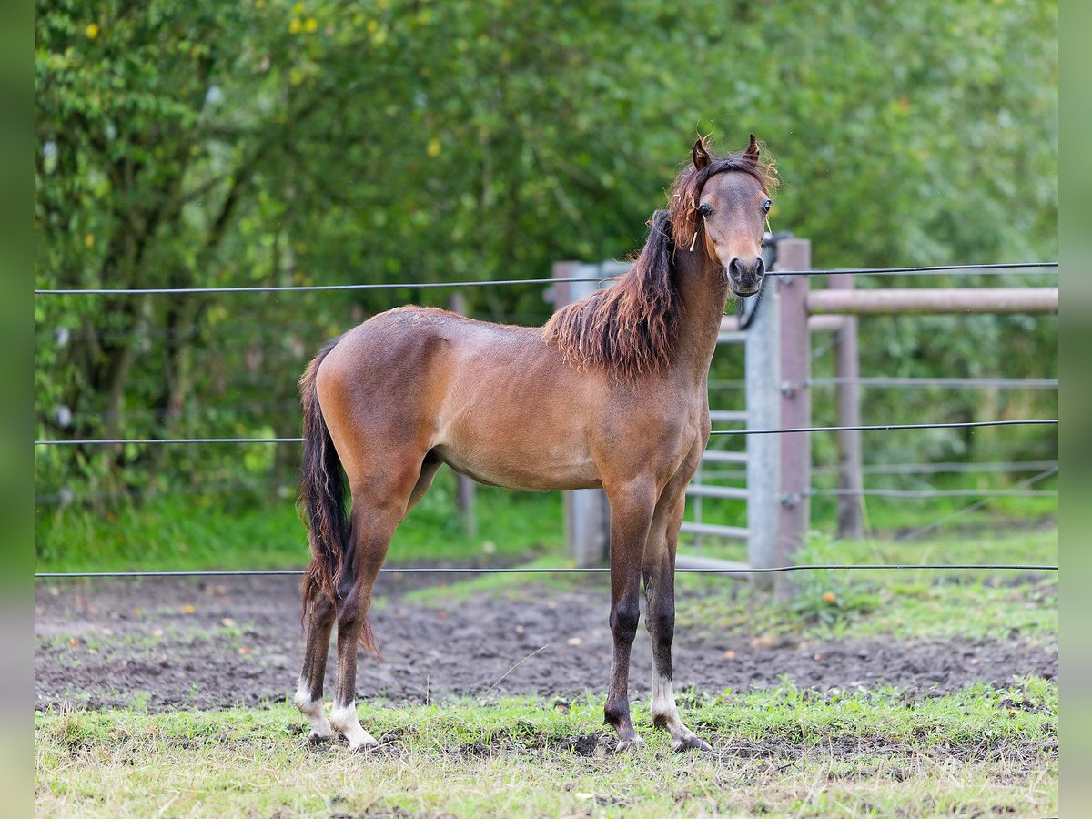 Sonstige Rassen Hengst 2 Jahre 110 cm Rotbrauner in Hulsel