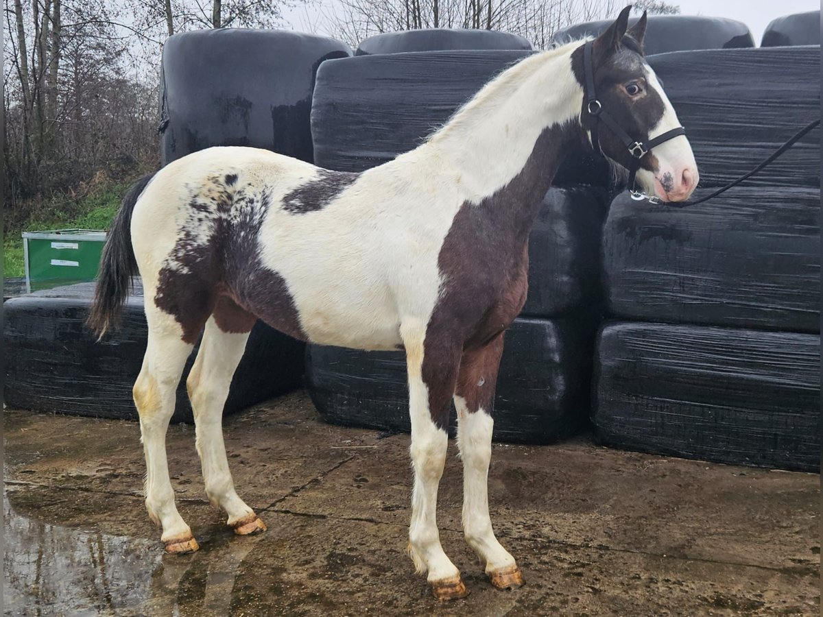 Sonstige Rassen Mix Hengst 2 Jahre 168 cm Schecke in Vrouwenparochie