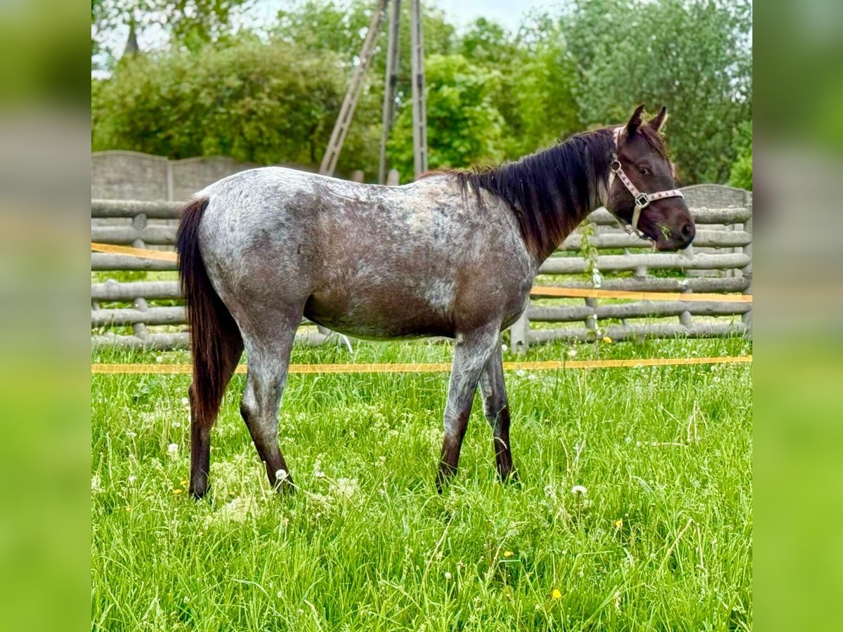 Sonstige Rassen Mix Hengst 2 Jahre Roan-Bay in Wieszowa