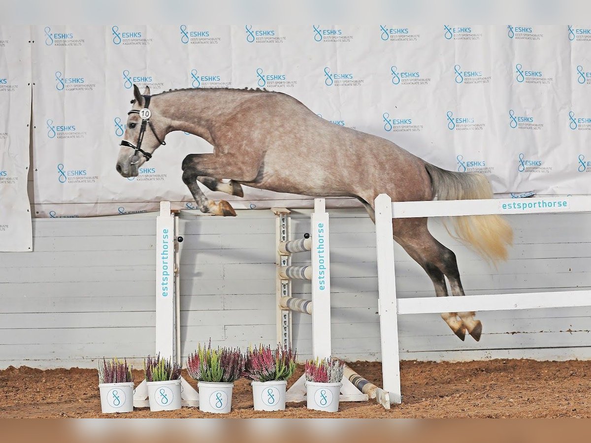 Sonstige Rassen Hengst 3 Jahre 161 cm Schimmel in Kalmaru