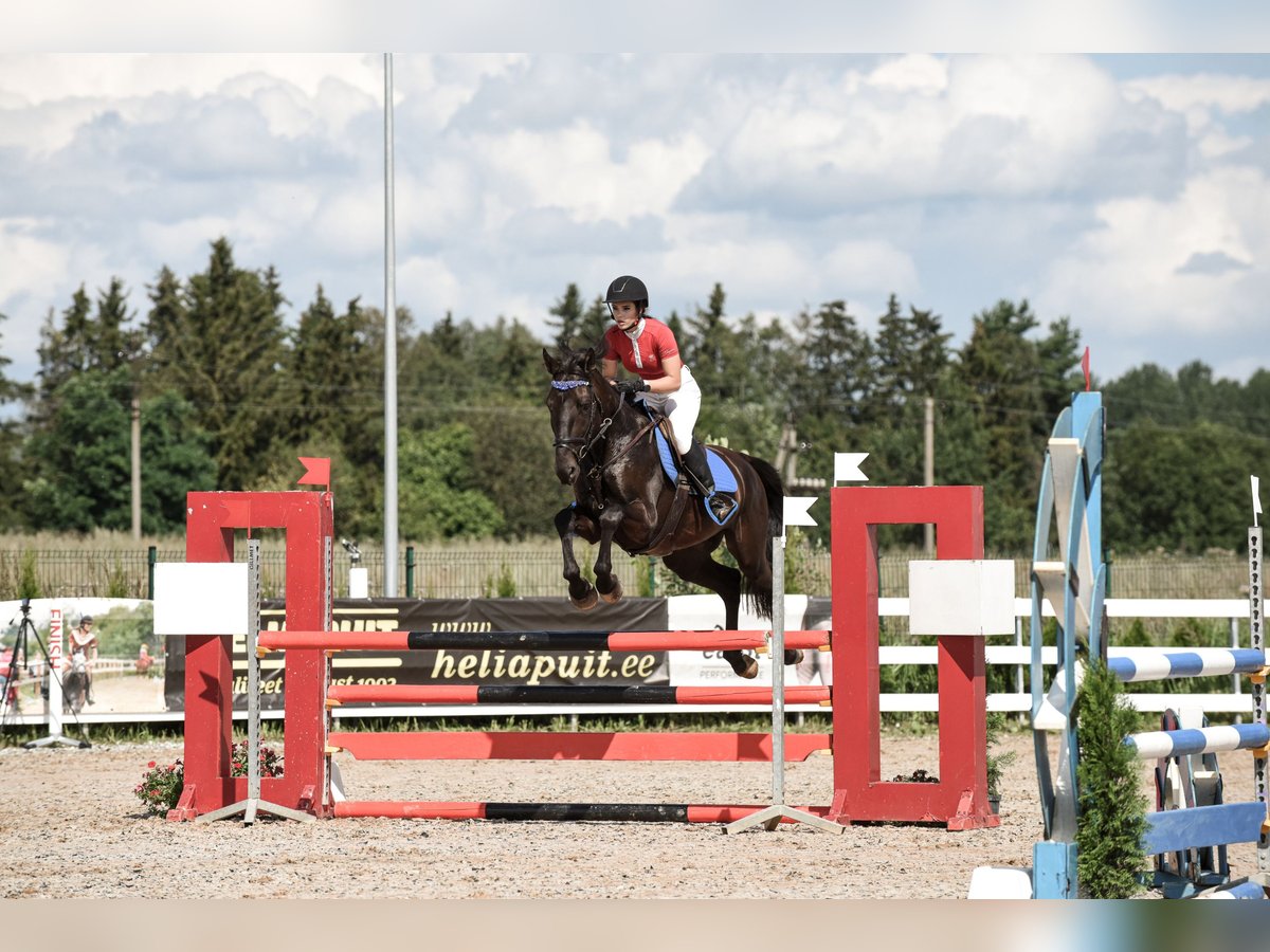 Sonstige Rassen Mix Hengst 5 Jahre 166 cm Rappe in p&#xE4;rnu