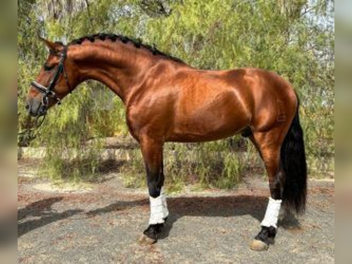 Sonstige Rassen Mix Hengst 6 Jahre 163 cm Rotbrauner in Alicante/Alacant