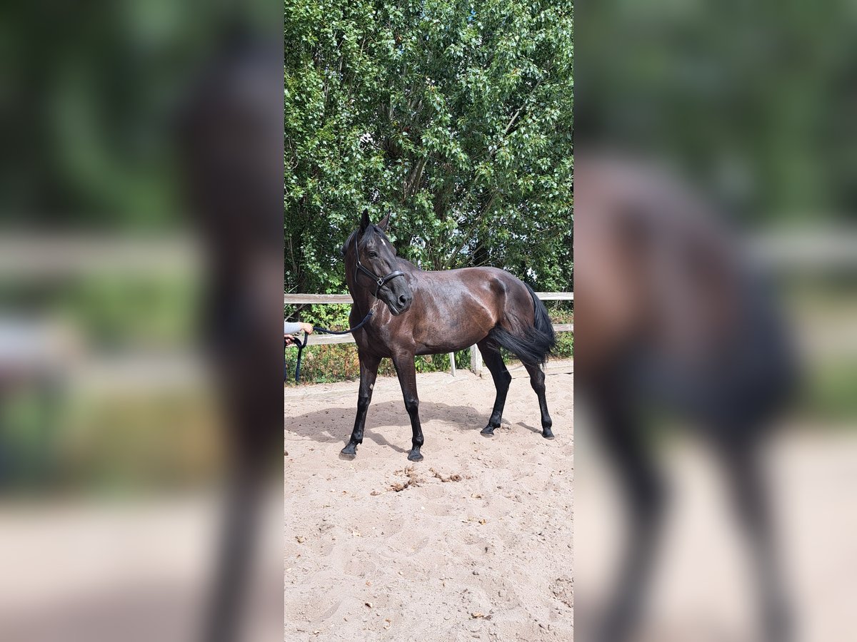 Sonstige Rassen Hengst 9 Jahre 168 cm Rappe in Wateringen