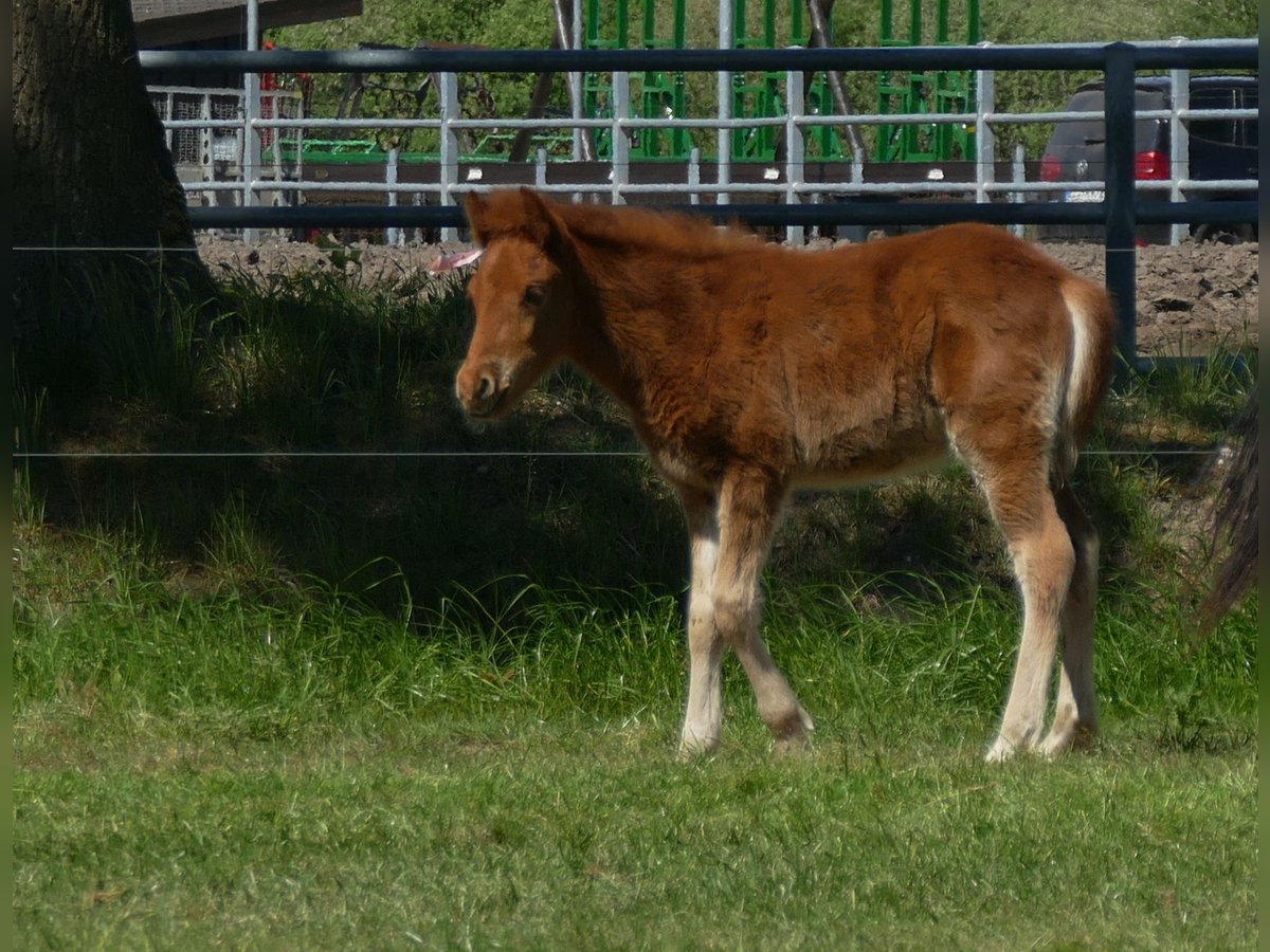 Sonstige Rassen Hengst  140 cm Fuchs in Lathen