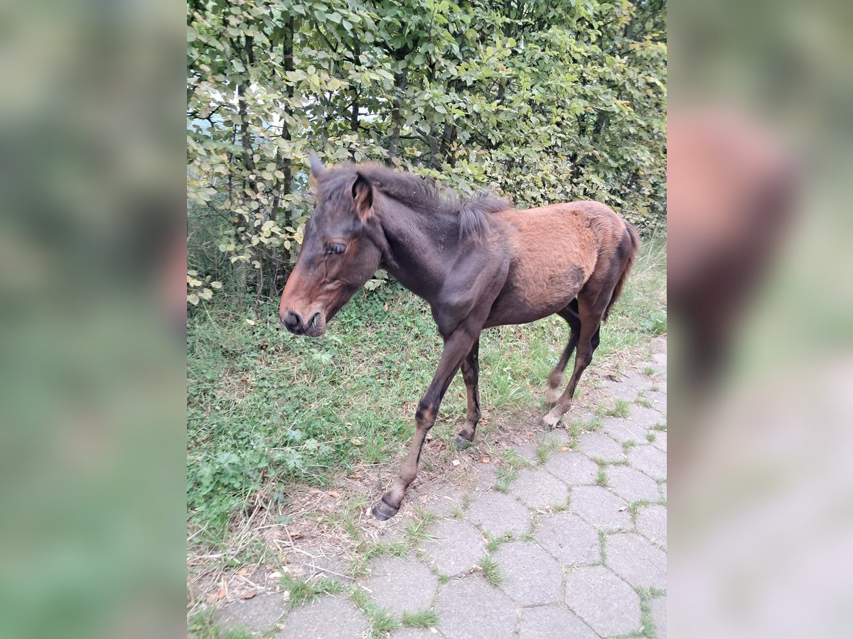 Sonstige Rassen Hengst Fohlen (04/2025) 150 cm Brauner in Vosselaar