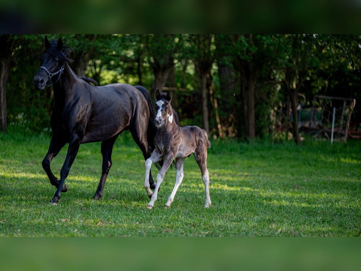 Sonstige Rassen Hengst  160 cm Tobiano-alle-Farben in Zottegem