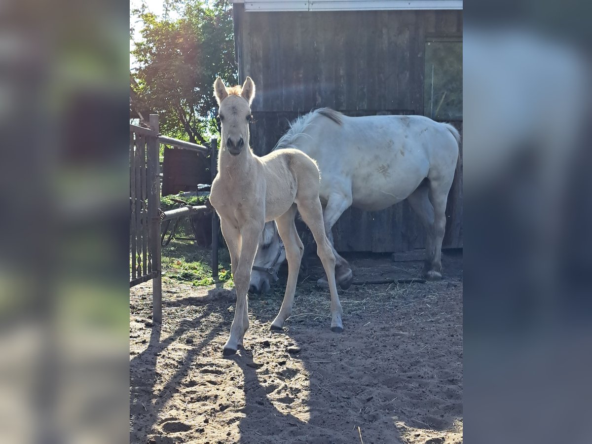 Sonstige Rassen Mix Hengst Fohlen (05/2025) Falbe in Moraas