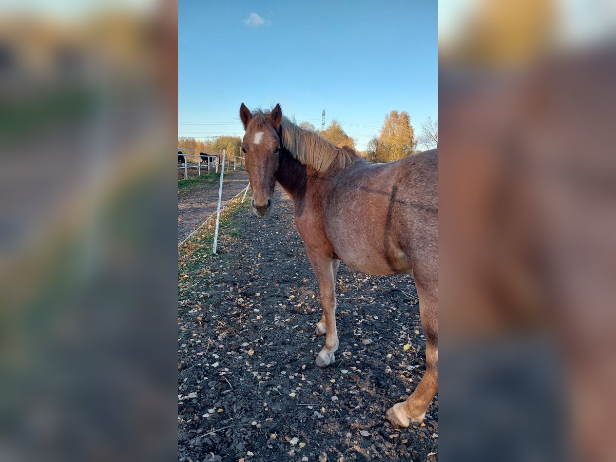 Sonstige Rassen Stute 10 Jahre 145 cm Rotschimmel in Górki