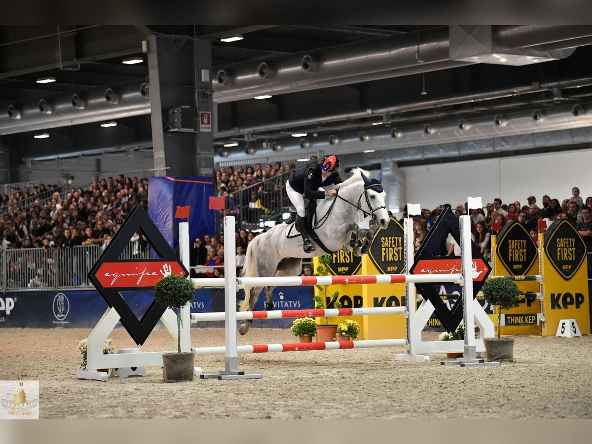 Sonstige Rassen Stute 10 Jahre 148 cm Schimmel in Reggello