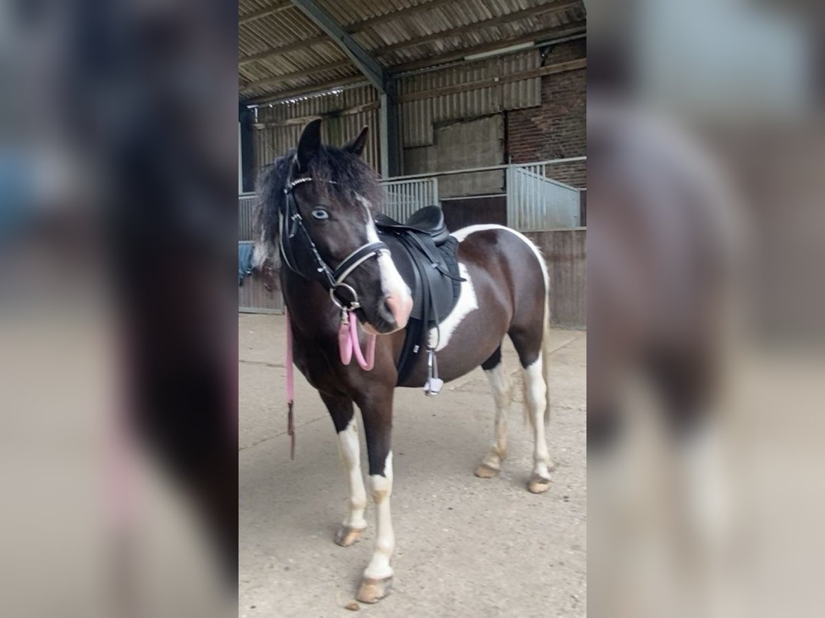 Sonstige Rassen Mix Stute 11 Jahre 120 cm Schecke in Recklinghausen Sonstige Rassen Mix Stute 11 Jahre 120 cm Schecke in Recklinghausen