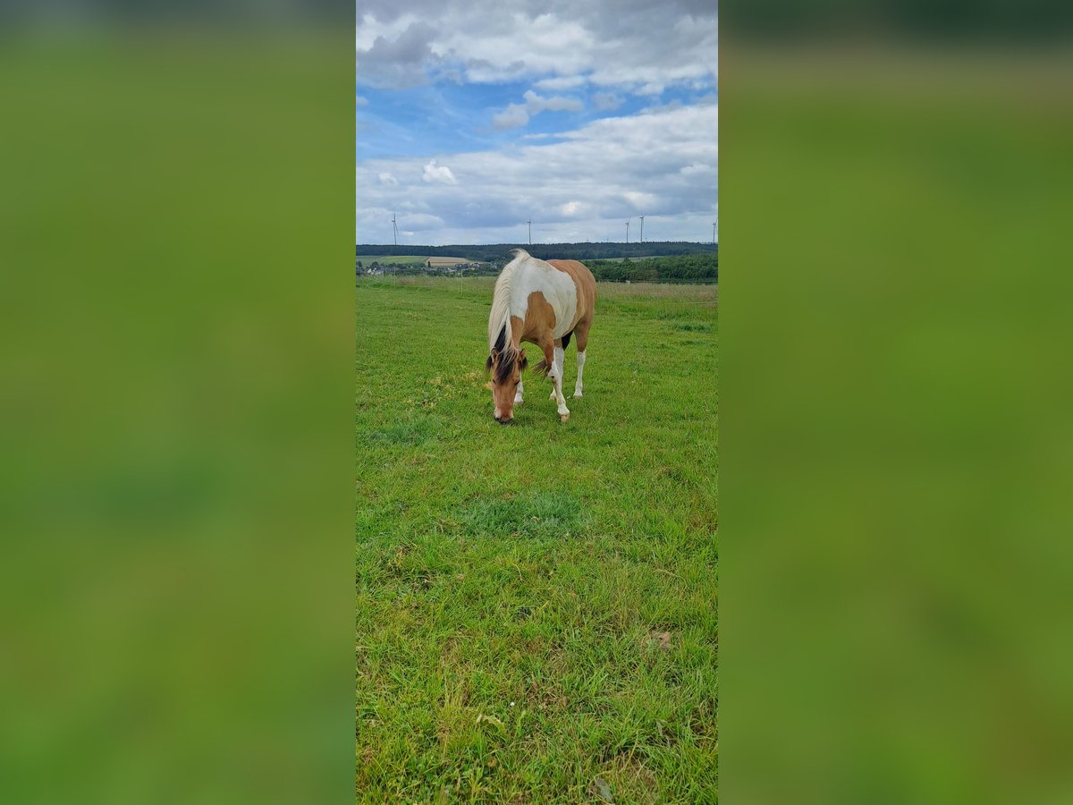 Sonstige Rassen Stute 11 Jahre 140 cm Schecke in Riegenroth