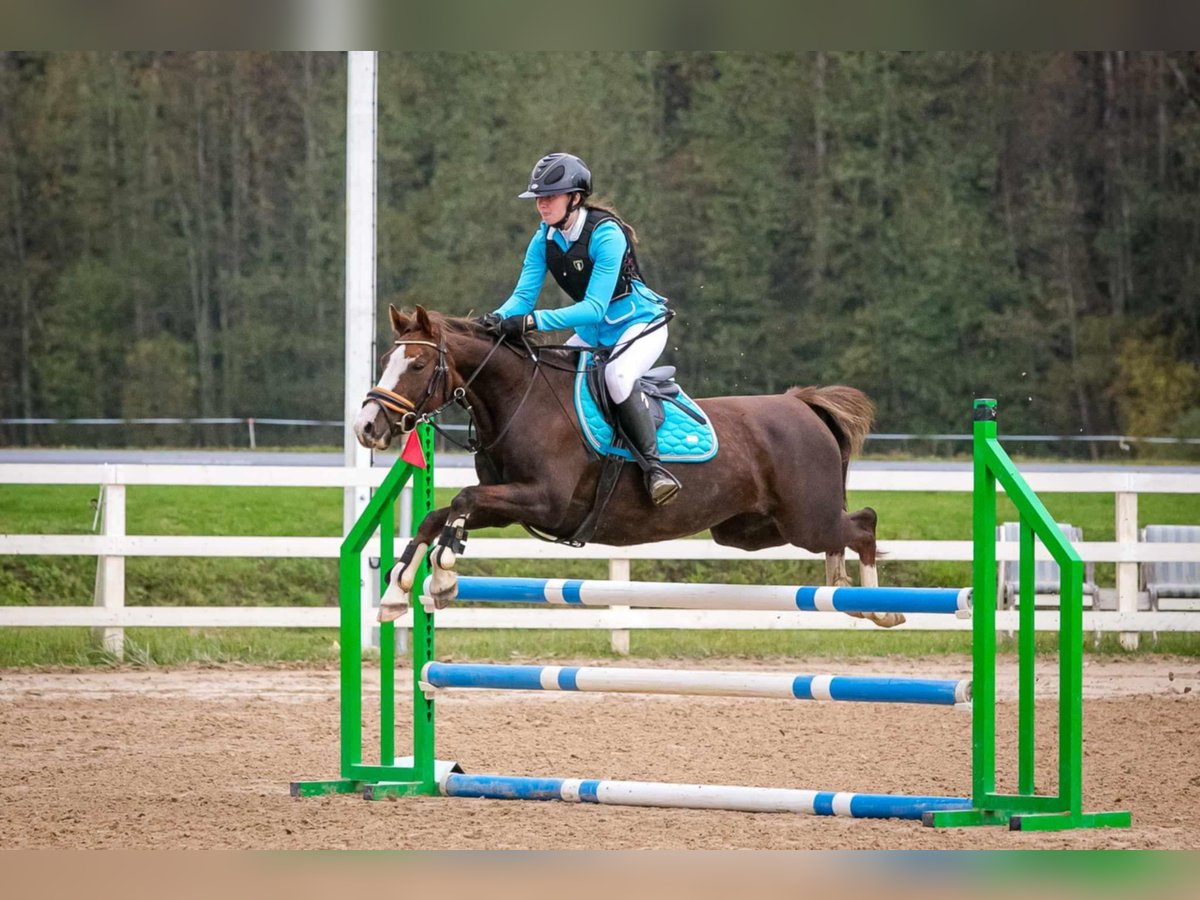Sonstige Rassen Stute 11 Jahre 140 cm in Tartu