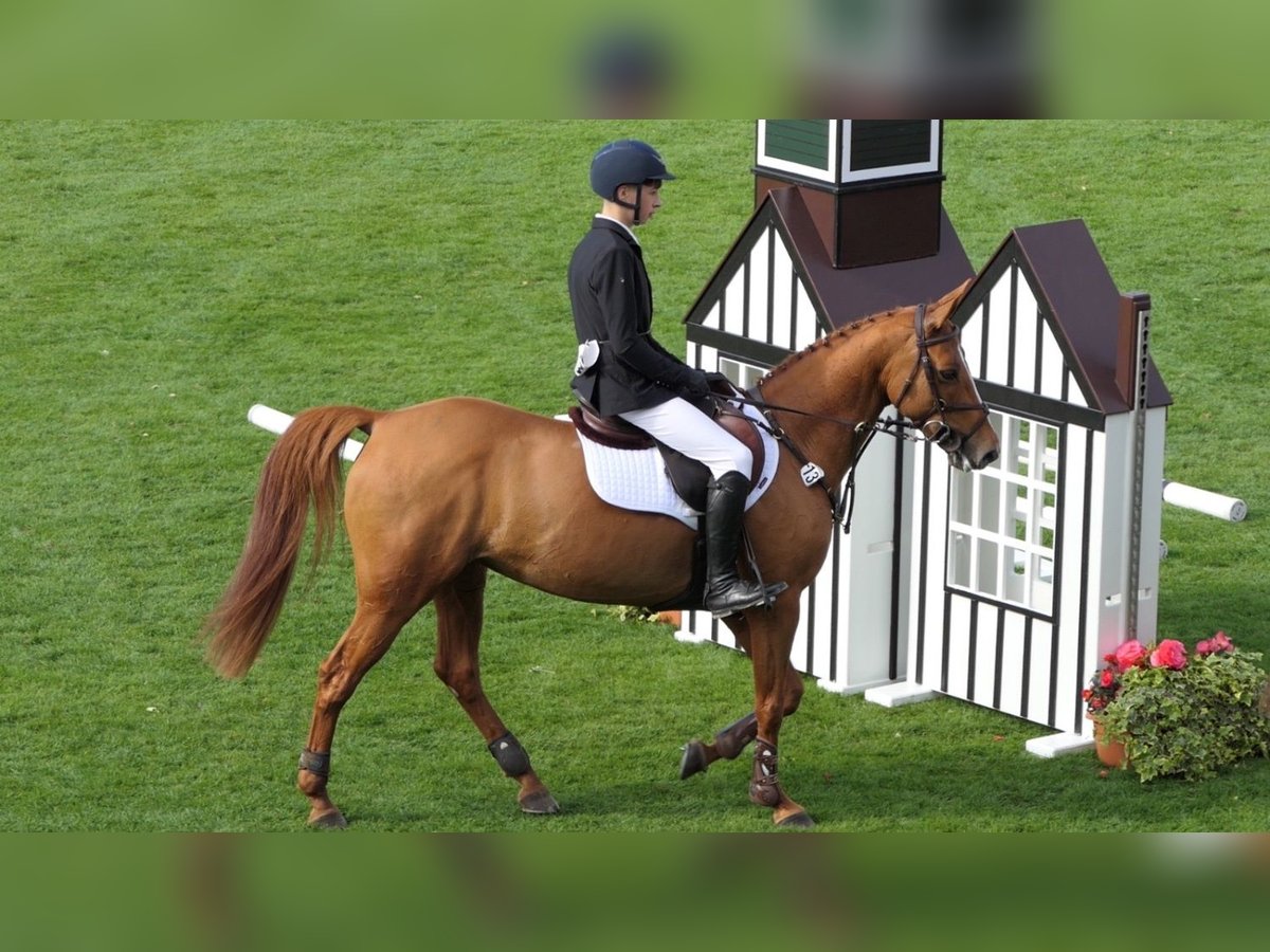 Sonstige Rassen Stute 11 Jahre 147 cm Fuchs in Listowel