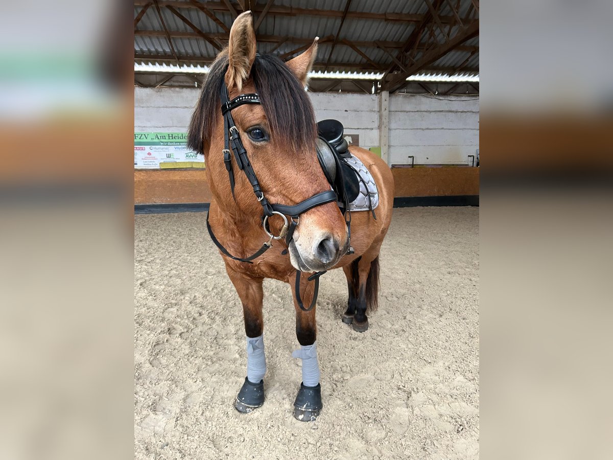 Sonstige Rassen Stute 11 Jahre 153 cm in Magdeburg