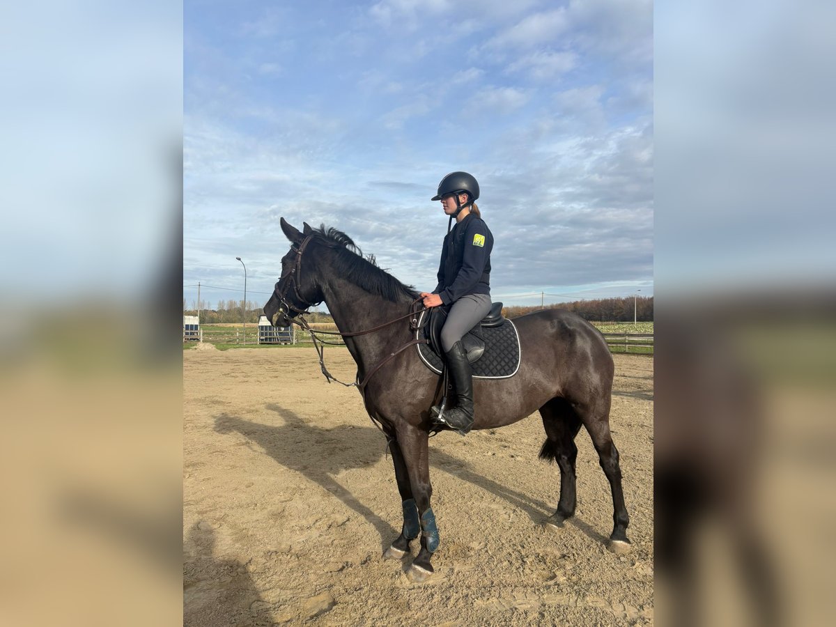 Sonstige Rassen Mix Stute 11 Jahre 156 cm Rappe in Bilzen Hoeselt