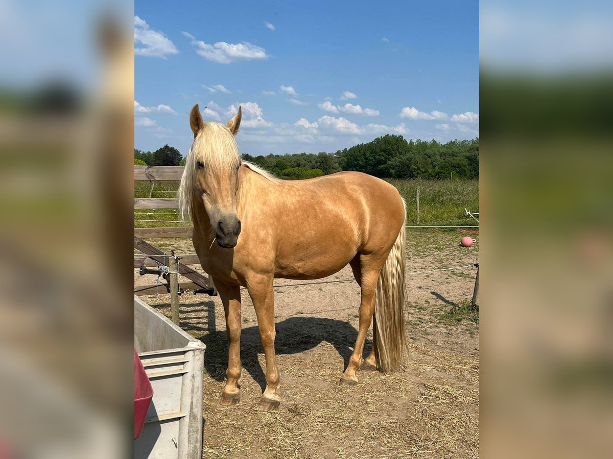 Sonstige Rassen Stute 11 Jahre 161 cm Palomino in Erpe-Mere