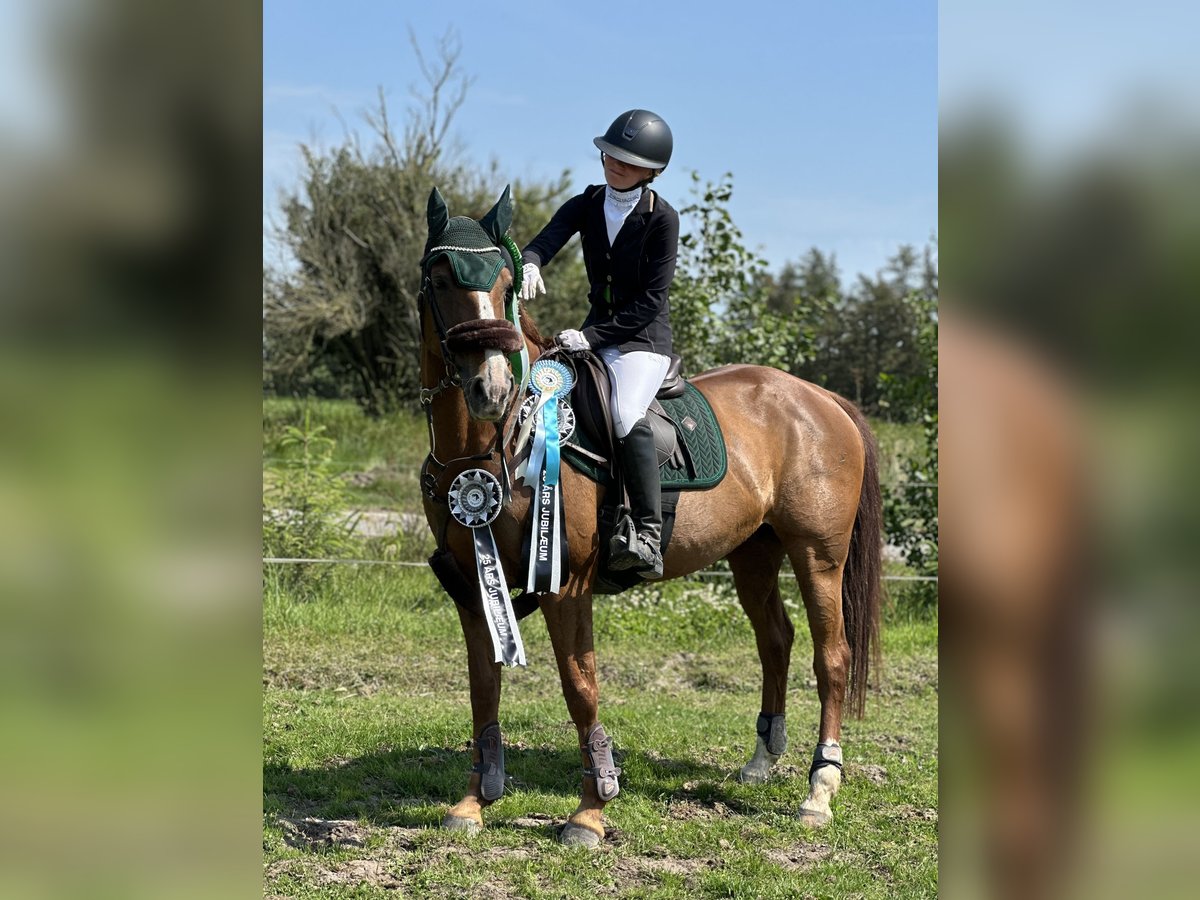 Sonstige Rassen Mix Stute 11 Jahre 162 cm in &#xC5;rre