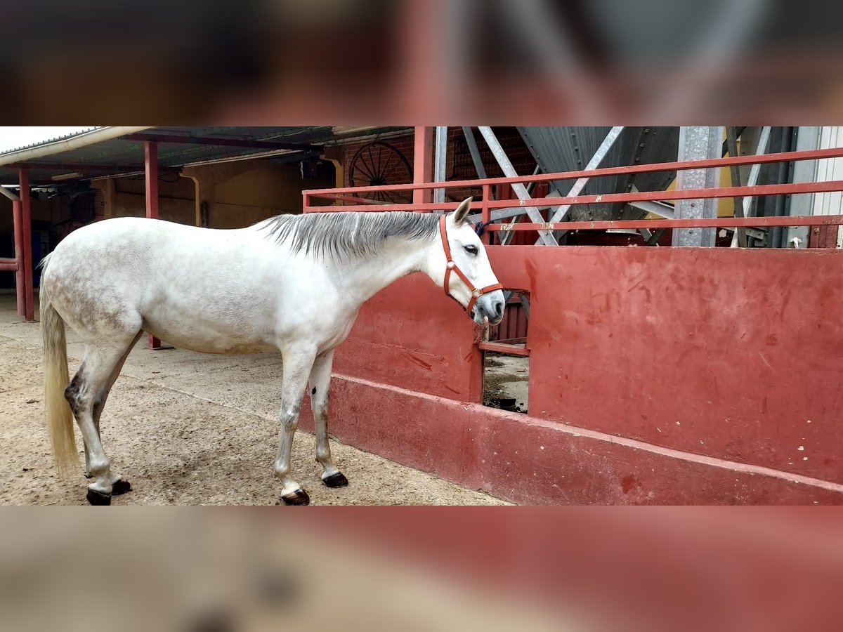 Sonstige Rassen Mix Stute 11 Jahre 165 cm Schimmel in Barrio De El Castillo