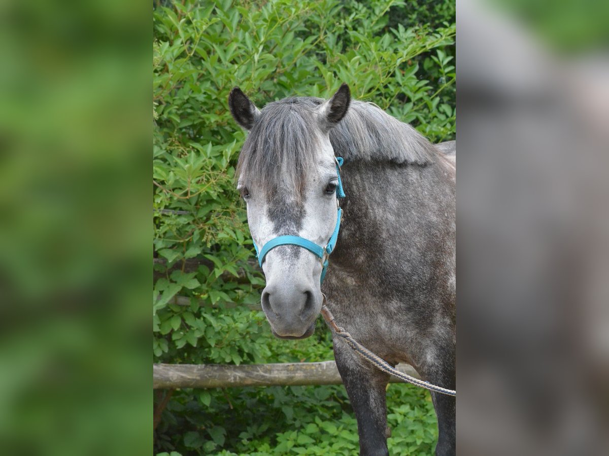 Sonstige Rassen Stute 12 Jahre 120 cm Schimmel in Mettmann