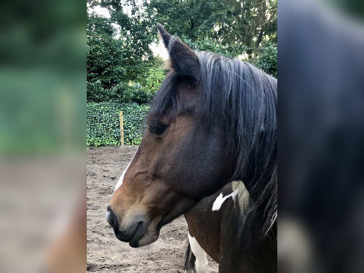 Sonstige Rassen Mix Stute 12 Jahre 150 cm Schecke in Woudenberg