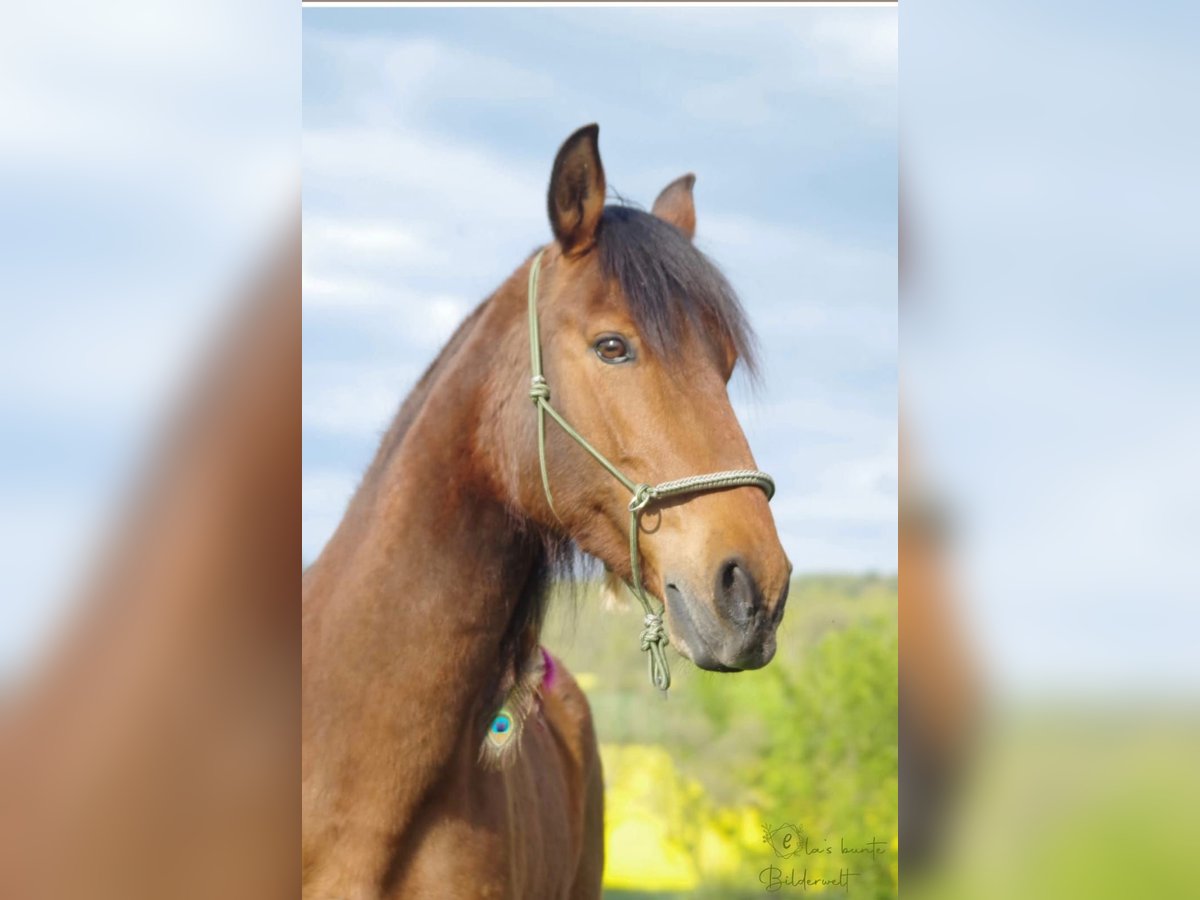Sonstige Rassen Stute 12 Jahre 153 cm Brauner in Rattelsdorf