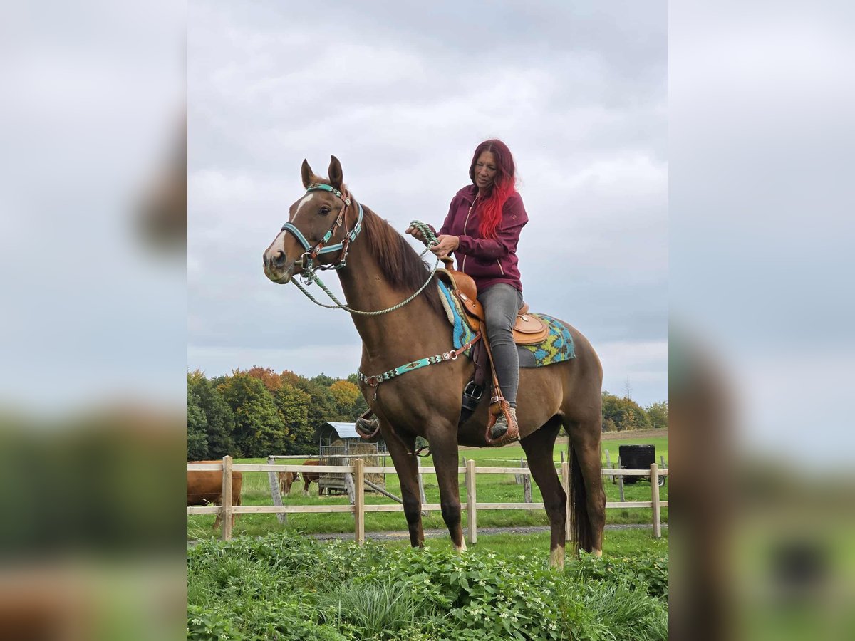 Sonstige Rassen Stute 12 Jahre 155 cm Brauner in Linkenbach