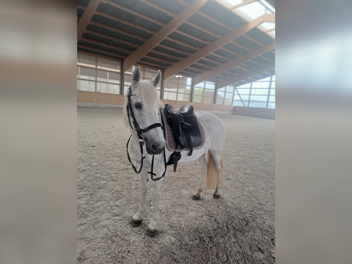 Sonstige Rassen Stute 13 Jahre 140 cm Fliegenschimmel in Weidhausen bei Coburg