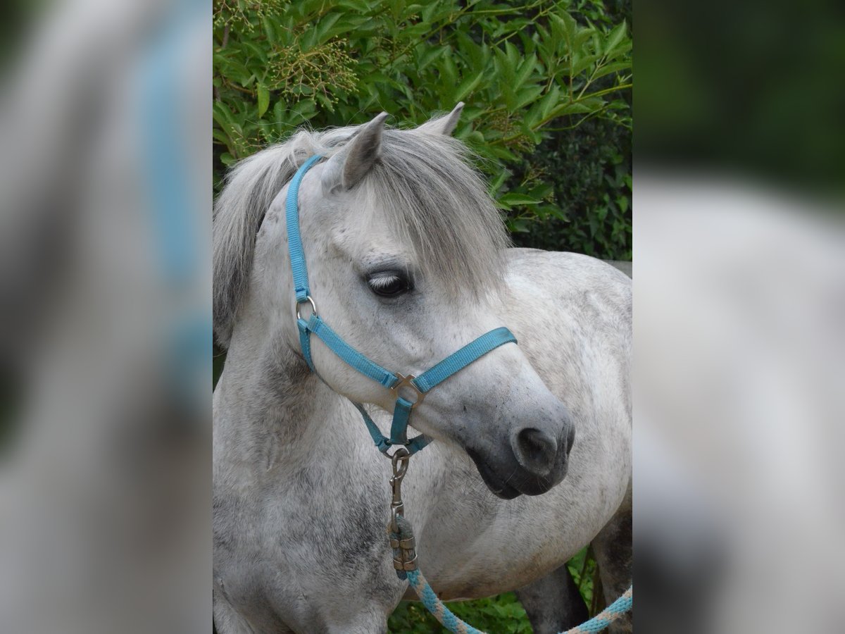 Sonstige Rassen Stute 14 Jahre 115 cm Schimmel in Mettmann