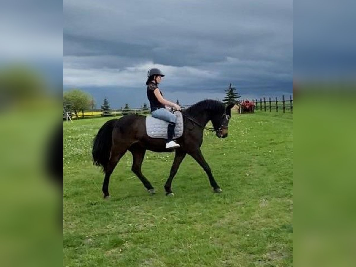 Sonstige Rassen Stute 14 Jahre 142 cm Brauner in Weißensee