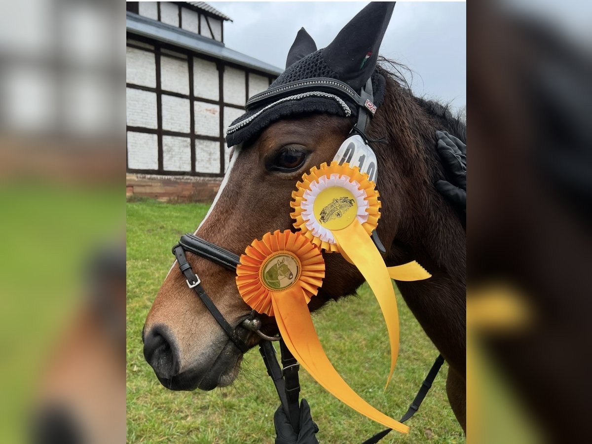Sonstige Rassen Stute 14 Jahre 146 cm Brauner in Marsberg