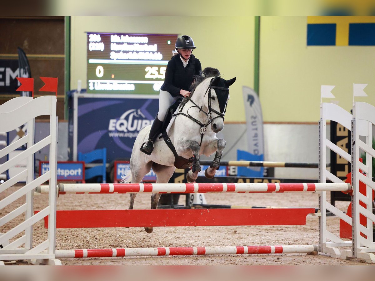 Sonstige Rassen Stute 14 Jahre 146 cm Schimmel in Gothenburg
