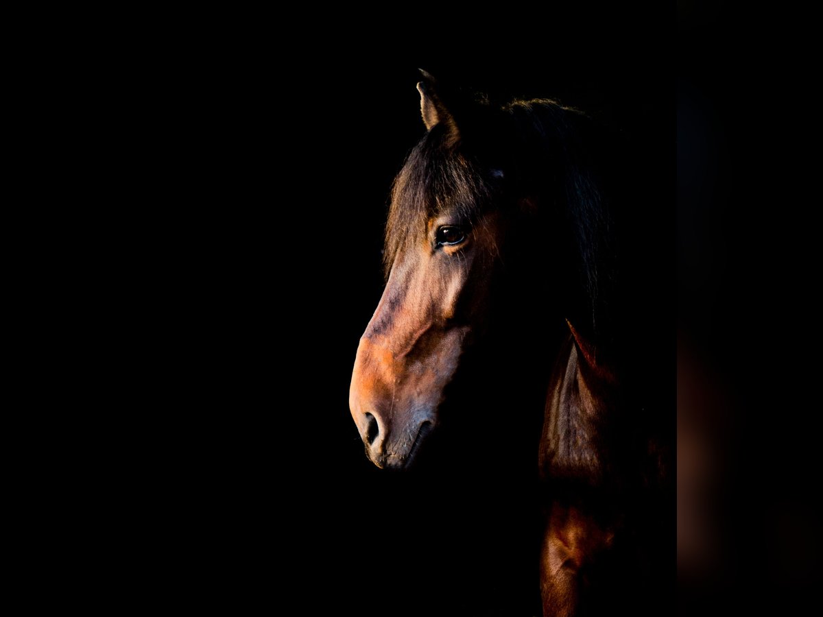 Sonstige Rassen Stute 14 Jahre 148 cm Brauner in K&#xF6;ln