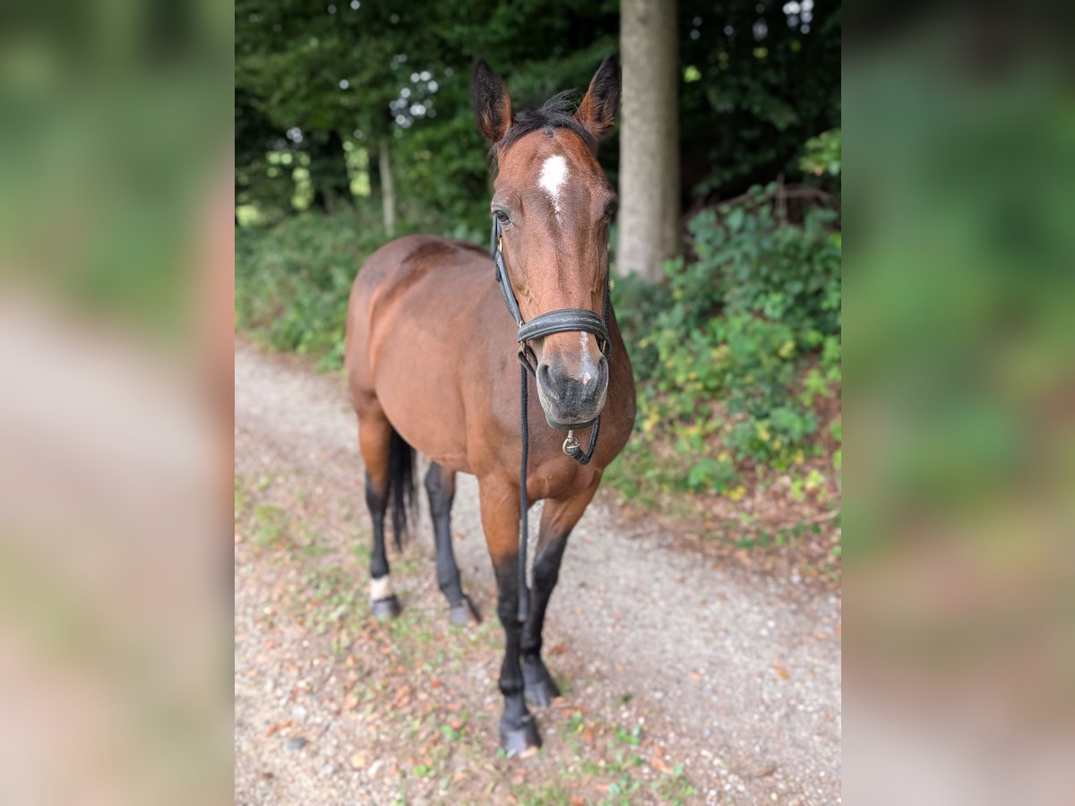 Sonstige Rassen Mix Stute 14 Jahre 155 cm Brauner in Steinh&#xF6;ring