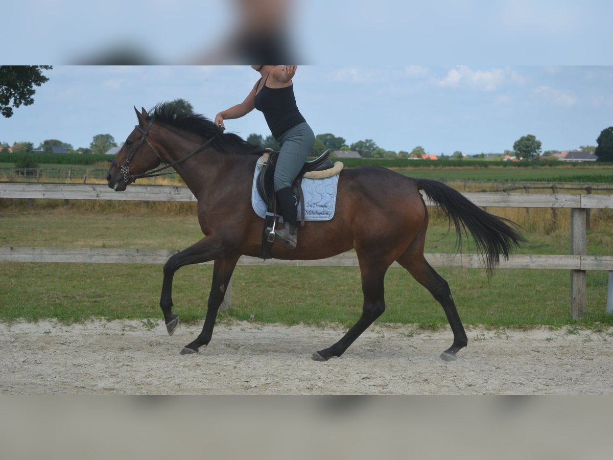 Sonstige Rassen Stute 14 Jahre 160 cm Brauner in Breda