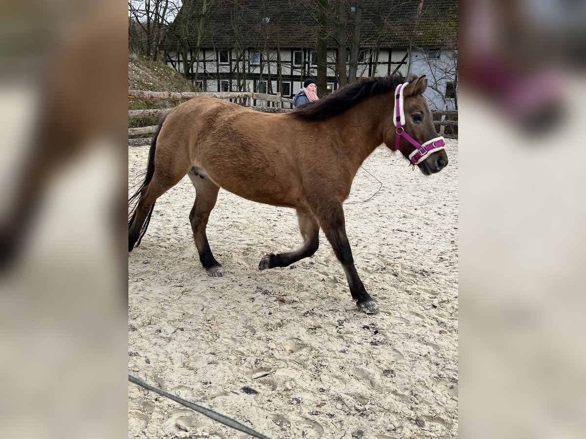 Sonstige Rassen Mix Stute 15 Jahre 130 cm Falbe in Bad Gandersheim
