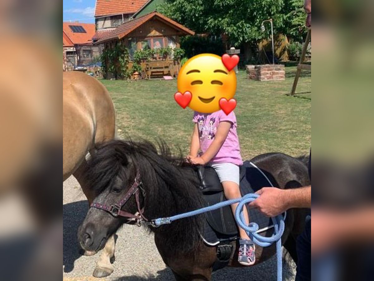 Sonstige Rassen Stute 15 Jahre 96 cm Rappschimmel in Neunkirchen
