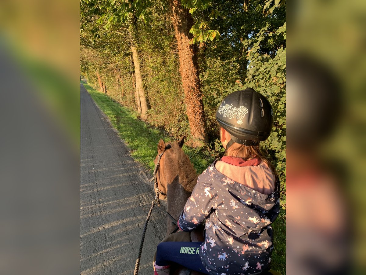 Sonstige Rassen Stute 16 Jahre 133 cm Dunkelfuchs in Borken