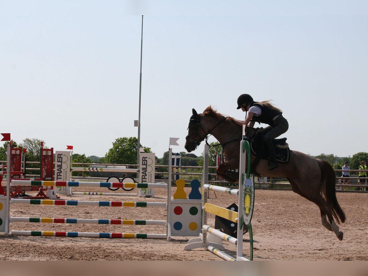 Sonstige Rassen Mix Stute 16 Jahre 146 cm Roan-Red in Laholm