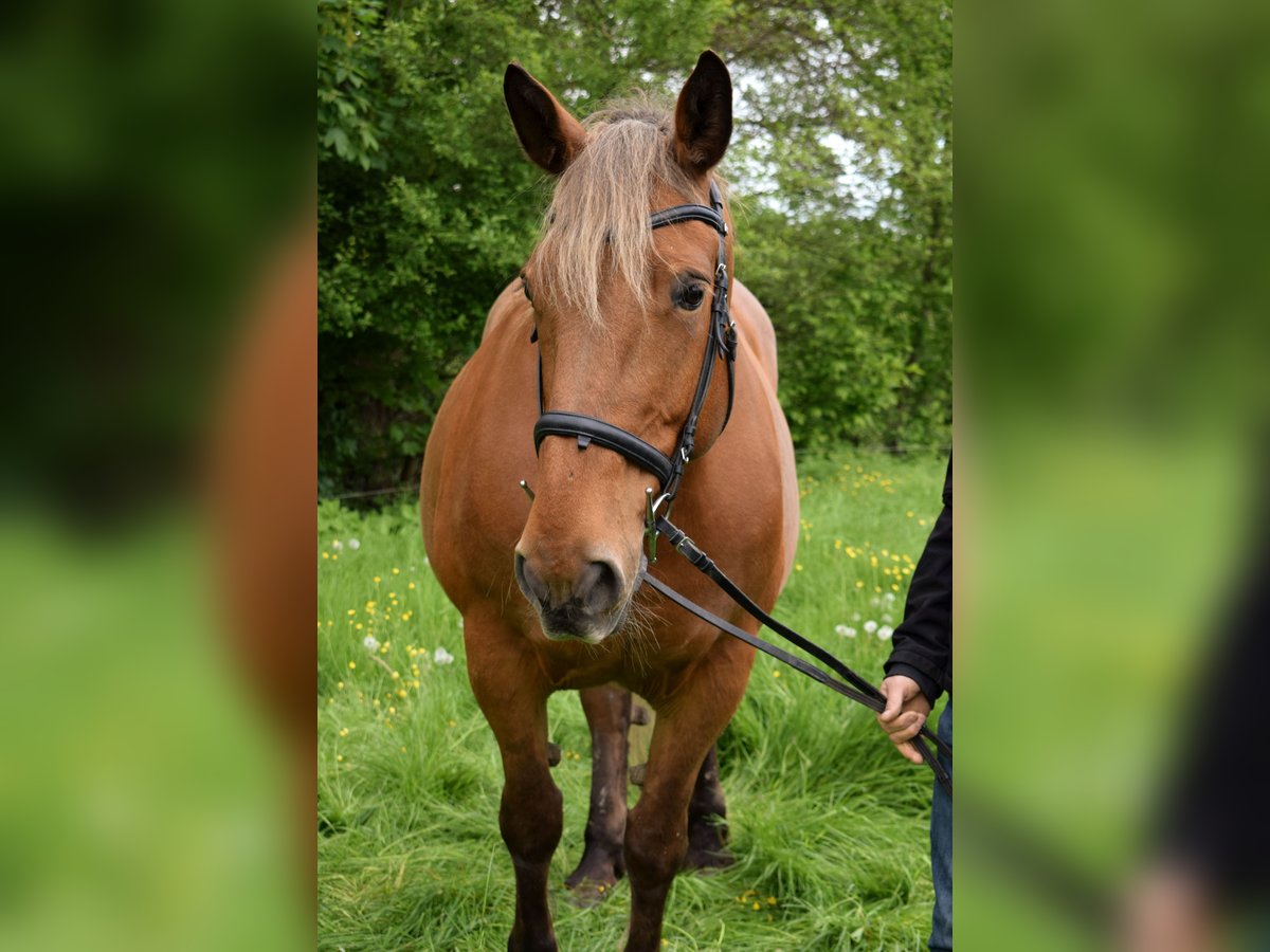 Sonstige Rassen Stute 16 Jahre 164 cm Fuchs in Remchingen